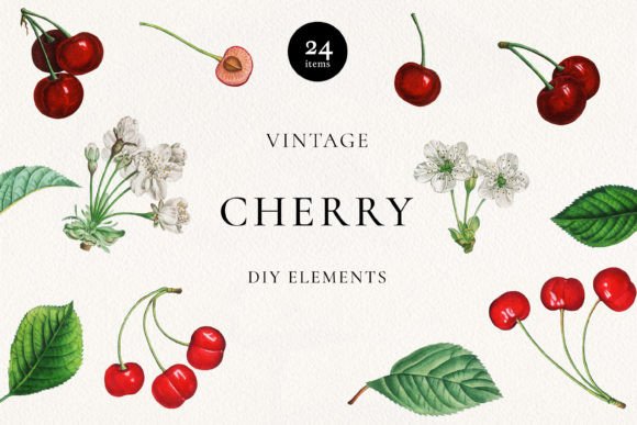Download Vintage Red Cherry Botanical Clip Art - Clip art Collection
